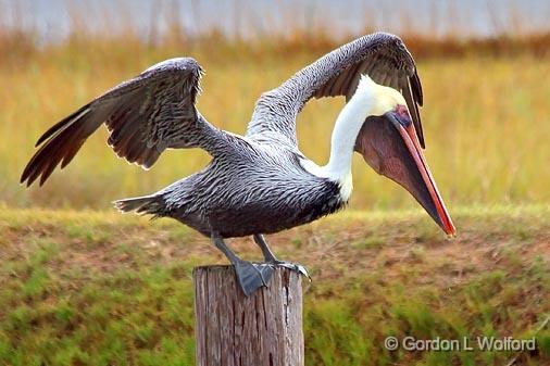 Balancing Act_30352.jpg - Brown Pelican (Pelecanus occidentalis) on a piling photographed along the Gulf coast near Port Lavaca, Texas, USA.